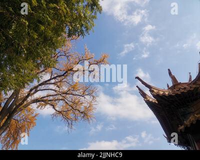 Un angolo basso di una parte di un padiglione cinese e gli alberi Foto Stock