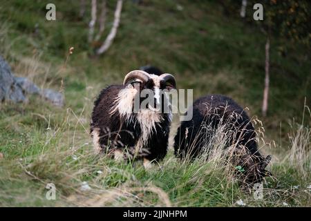 Una coppia di capre che pascolano in un campo Foto Stock