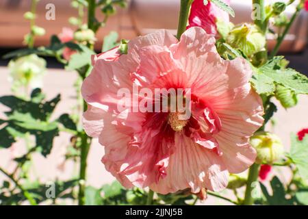 Frilly Pink Hollyhock su sfondo sfocato e parete rosa in adobe Foto Stock