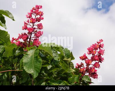 Fioritura raro albero di castagno rosso macro girato primo piano in una giornata di sole estate Foto Stock