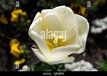 Tulipani di diverse varietà e colori piantati nei parchi della città di Kiev Foto Stock