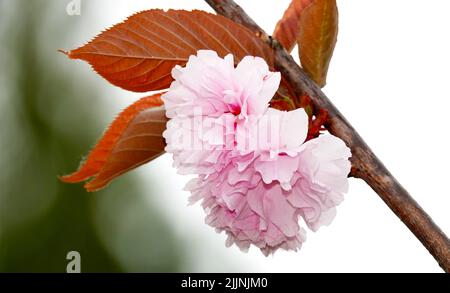 In primavera, i fiori fioriscono sugli alberi da frutto Foto Stock