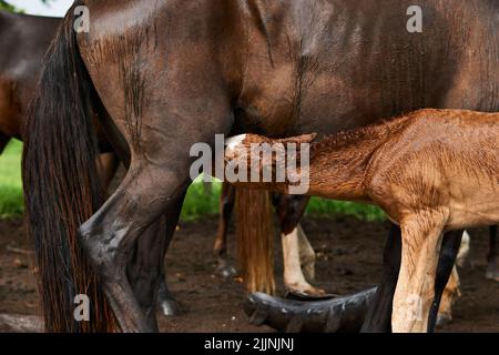 Un cavallo marrone che alimenta il nemico Foto Stock