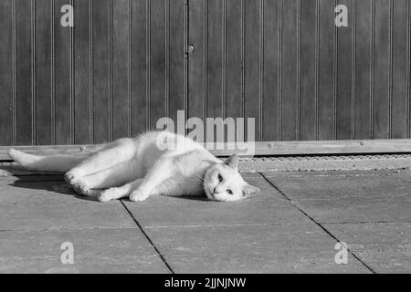 Una foto in scala di grigi di un gatto carino che giace a terra Foto Stock