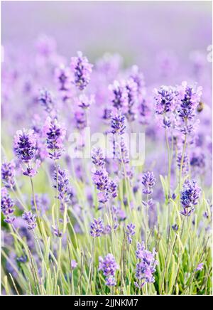 Un fuoco selettivo di grumi di fiori di lavanda viola a Cotswolds, fattoria di lavanda Snowshill Foto Stock