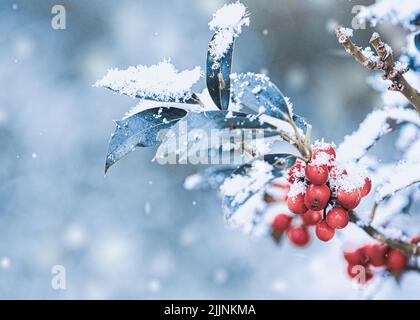 Un primo piano di un cespuglio di agrifoglio innevato con bacche rosse in inverno Foto Stock