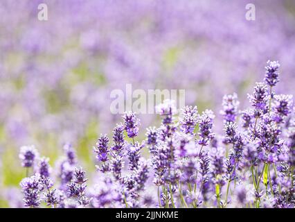 Un fuoco selettivo di grumi di fiori di lavanda viola a Cotswolds, fattoria di lavanda Snowshill Foto Stock