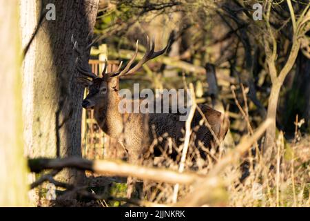 Un bel cervo rosso in piedi da solo in una foresta soleggiata Foto Stock