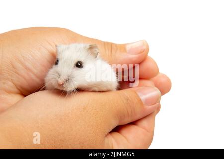 Il carino criceto si siede sul palmo ed è coperto dal secondo palmo della padrona di casa. Prendersi cura di un animale domestico. Il concetto di cura e cura. Foto Stock