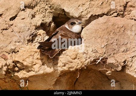 Glowe Auf Ruegen, Germania. 10th luglio 2022. 10.07.2022, Glowe. Un martin di sabbia (Riparia riparia) si trova nella sua grotta nidificante su Ruegen vicino Glowe. Le rondini nidificano e si riproducono qui sulla ripida costa del Mar Baltico. Credit: Wolfram Steinberg/dpa Credit: Wolfram Steinberg/dpa/Alamy Live News Foto Stock