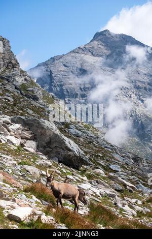 Le capre brune dello stambecco alpino con corna lunghe e affilate sulla collina rocciosa Foto Stock