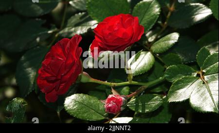 Rose di varietà e specie diverse primo piano Foto Stock