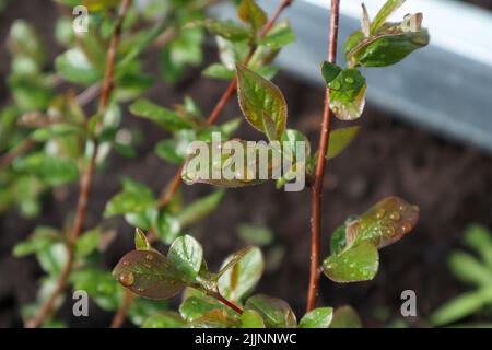 rose foglie con rugiada. mattina nel garden.plants dopo la pioggia Foto Stock