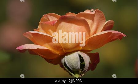 Rose di varietà e specie diverse primo piano Foto Stock