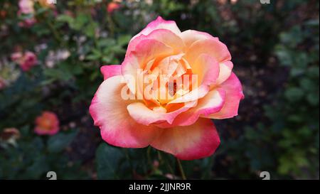 Rose di varietà e specie diverse primo piano Foto Stock