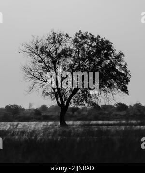 Immagine in scala di grigi verticale di un albero nel campo Foto Stock