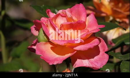 Rose di varietà e specie diverse primo piano Foto Stock