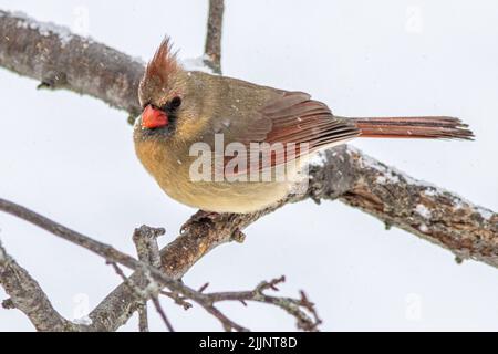 Un cardinale femmina siede su un ramo d'albero Foto Stock