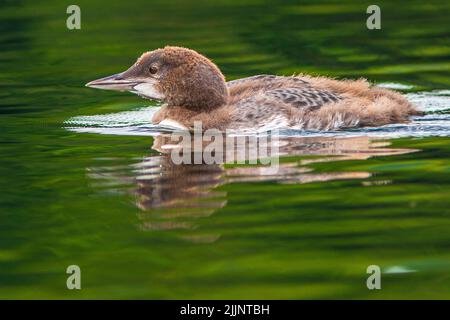 Un piccolo loon comune a Willard Pond, New Hampshire Foto Stock