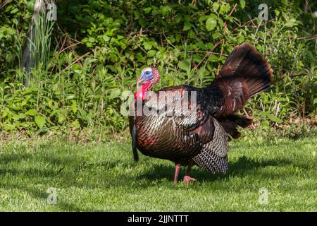 Tom Turkey in mostra Foto Stock