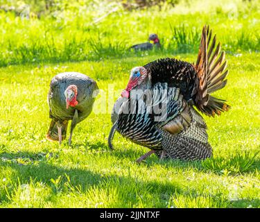 Tom Turkey in mostra Foto Stock