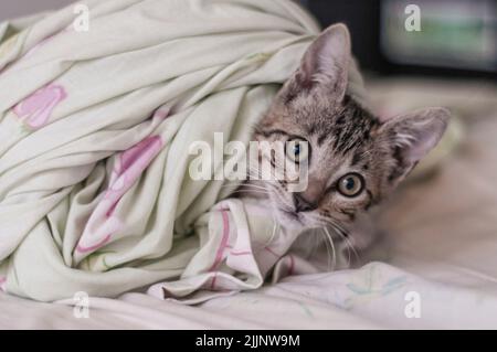 Sorprende il gatto con gli occhi grandi che guarda la fotocamera Foto Stock