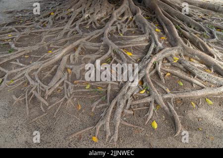 Radici di un ombu (Phytolacca dioica). Foto Stock