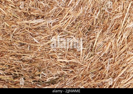 paglia tessitura. paglia d'oro tagliata da grano di inverno su campo, concetto di raccolto, produzione di pane, figliata di bestiame, spreco crescente di grano, materiale per Foto Stock