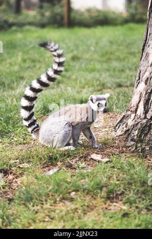 Un colpo verticale di lemure con coda ad anello seduto in campo verde su sfondo sfocato Foto Stock