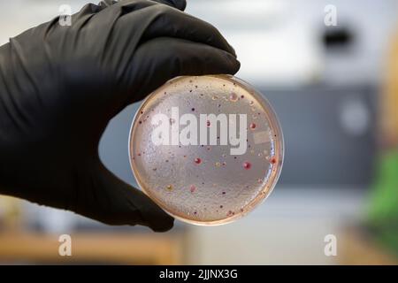 E. coli e altri batteri che crescono su una piastra peri. Prelevato da un campione di lattuga. Foto Stock