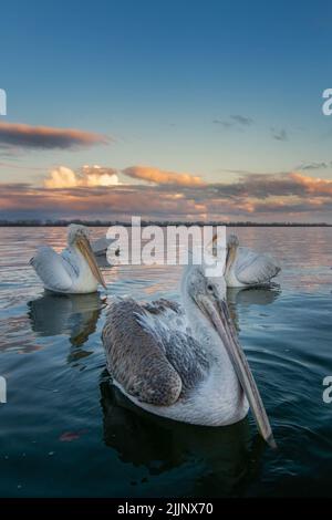 Una bella foto di pellicani che nuotano nelle acque calme al tramonto Foto Stock