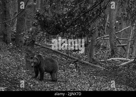 Una scala di grigi poco profonda messa a fuoco di un orso grizzly che cammina sulle foglie cadute autunno sulla terra della foresta Foto Stock