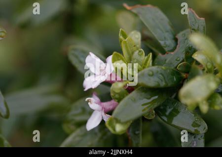 Primo piano di una tangurica Daphne isolata su uno sfondo sfocato Foto Stock