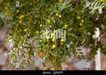 La frutta verde del jujube unmature cresce sull'albero del jujube. Messa a fuoco selettiva e primo piano. Foto Stock