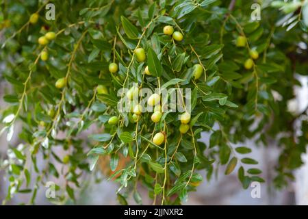 Focalizzazione selettiva sulle olive verdi. Crescere sul ramo di olivo. Foto Stock