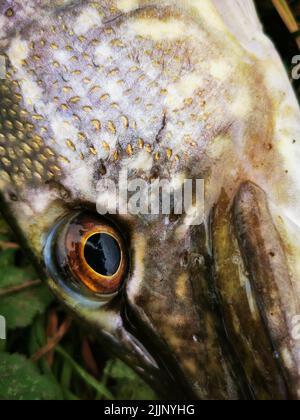 Un primo piano verticale del perch eye europeo. Perca fluviatilis. Foto Stock