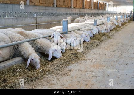 Gregge di pecore soffici che mangiano erba secca mentre si trova dietro recinzione di legno in fienile Foto Stock