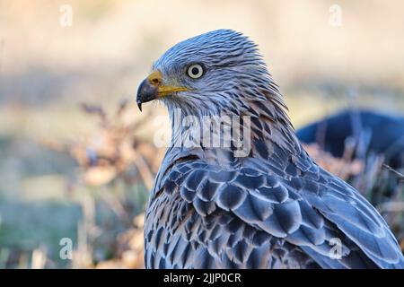 Primo piano di Red Kite, Milvus milvus, su uno sfondo poco focalizzato con spazio per il testo Foto Stock