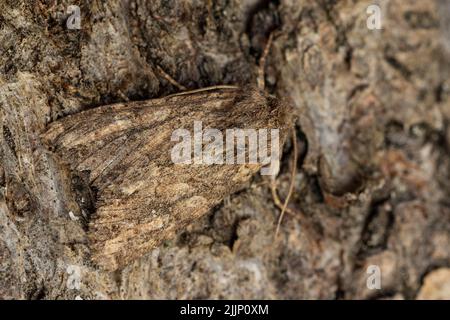 Closeup falce di atamea monoglicha con camouflage strisciando su corteccia ruvida di albero nella foresta Foto Stock