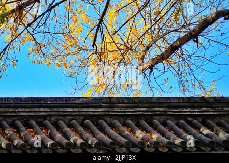 Uno scenario autunnale del Palazzo d'Estate con foglie colorate sopra il tetto a Pechino, Cina Foto Stock