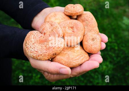 Vista dall'alto di una donna anonima con una manciata di Chanterelles commestibili freschi, Lactarius deliciosus, nelle sue mani raccolte in autunno nella foresta Foto Stock