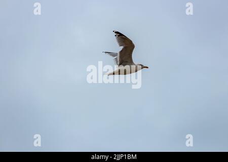 primo piano di gabbiano in volo contro un cielo blu con nuvole chiare. Foto Stock