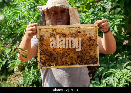 Un apicoltore ispeziona le cornici con nidi d'ape sigillati con miele in una giornata di sole. Lavora all'apiario in estate. Foto Stock