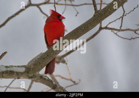 Un maschio cardinale del Nord in attesa del freddo. Foto Stock