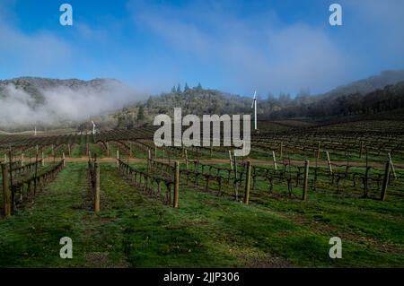 Fog over vineyard in late winter and hills in the background in southern Oregon Foto Stock