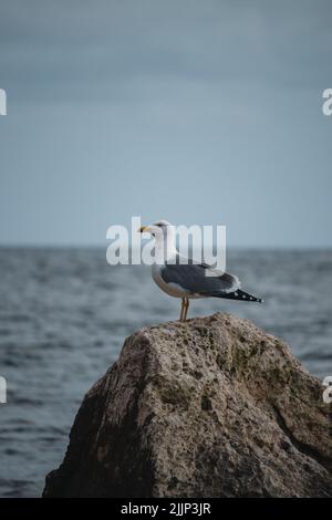 Un colpo verticale di un gabbiano in piedi sulla pietra con il mare sullo sfondo Foto Stock