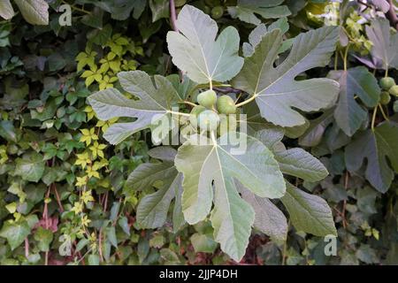 Primo piano di un ramo di albero con fichi verdi non maturi Foto Stock