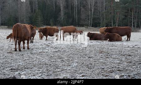 Una vista delle mucche che pascolo in un campo nevoso in una giornata invernale Foto Stock