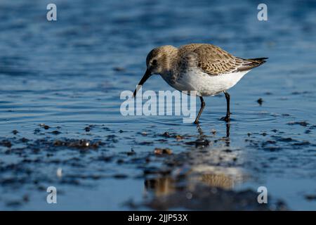 Un dunlin (Calidris alpina) alla ricerca di cibo in un lago Foto Stock