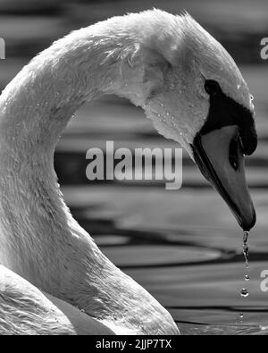 Una splendida vista di un grazioso cigno che galleggia nella lago Foto Stock